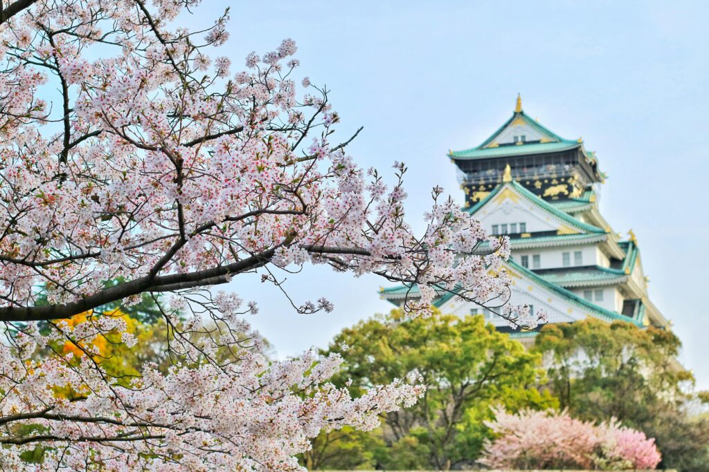 Japan Cherry Blossom